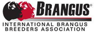 brangus