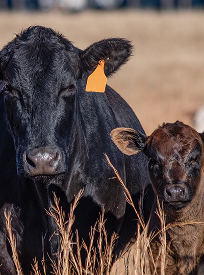 cattle